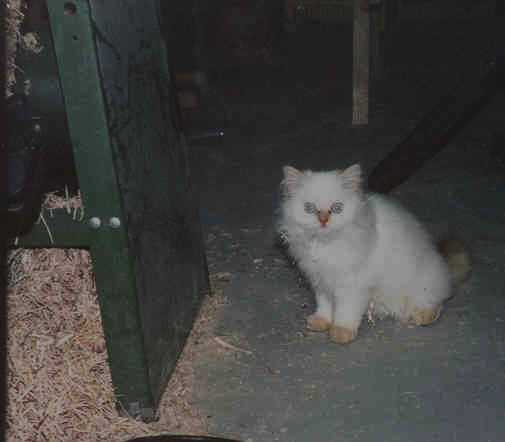 KBuster Cat stay out of my saw dust
